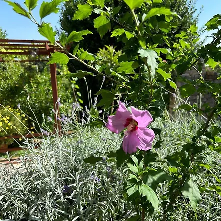 Pretty Little Thing Called Teranino